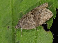 Syndemis musculana 3, Struikbladroller, Saxifraga-Ab H Baas