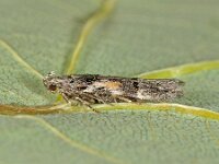 Teleiodes luculella 3, Maanpalpmot, Saxifraga-Ab H Baas