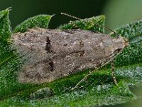 Teleiodes vulgella