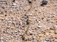 Thaumetopoea pityocampa 6, Dennenprocessierups, Saxifraga-Hans Dekker