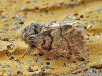 Thaumetopoea processionea 10, Eikenprocessierups, Saxifraga-Ab H Baas