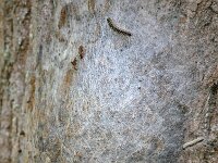 Thaumetopoea processionea 22, Eikenprocessierups, Saxifraga-Tom Heijnen