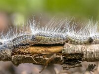 Oak processionary caterpillars  Oak processionary (Thaumetopoea processionea) caterpillars in a row on procession in june, the Netherlands : Netherlands, allergy, animal, background, black, branch, butterfly, caterpillar, caterpillars, closeup, control, damage, danger, dangerous, detail, europe, fauna, forest, hair, hairy, hazard, health, infection, infestation, insect, invertebrate, larva, macro, moth, natural, nature, nest, oak, oak tree, pest, poisonous, problem, procession, processionary, rash, skin, spring, stinging hairs, thaumetopoea, toxic, tree, wildlife