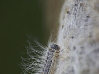 Thaumetopoea processionea 6, Eikenprocessierups, Saxifraga-Luc Hoogenstein