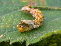 Thyatira batis