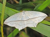 Timandra comae 4, Lieveling, Saxifraga-Ab H Baas