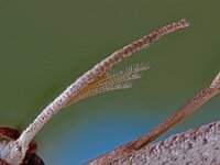 Timandra comae 5, Lieveling, Saxifraga-Ab H Baas