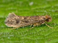 Tinea dubiella