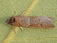 Tortricodes alternella 7, Voorjaarsbladroller, Saxifraga-Ab H Baas