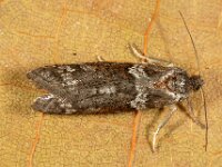 Tortricodes alternella 8, Voorjaarsbladroller, Saxifraga-Ab H Baas