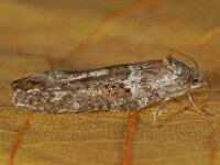 Tortricodes alternella 9, Voorjaarsbladroller, Saxifraga-Ab H Baas