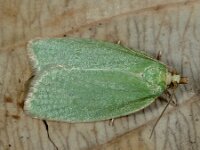 Tortrix viridana 3, Saxifraga-Ab H Baas