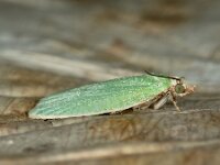 Tortrix viridana 4, Saxifraga-Ab H Baas