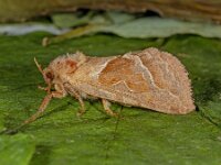 Triodia sylvina 3, Oranjewortelboorder, Saxifraga-Ab H Baas