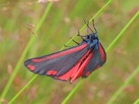 Tyria jacobaeae 39, Sint-jacobsvlinder, Saxifraga-Tom Heijnen