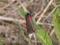 Tyria jacobaeae 18, Sint-Jacobsvlinder, Saxifraga-Peter Meininger