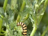 Tyria jacobaeae 4, Sint-jacobsvlinder, Vlinderstichting-Henk Bosma
