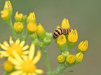 Tyria jacobaeae 40, Sint-jacobsvlinder, Saxifraga-Tom Heijnen