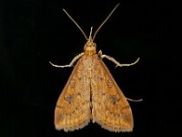 Udea ferrugalis 2, Oranje kruidenmot, Saxifraga-Ab H Baas