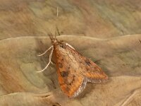 Udea ferrugalis 3, Oranje kruidenmot, Saxifraga-Ab H Baas