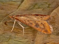 Udea ferrugalis 4, Oranje kruidenmot, Saxifraga-Ab H Baas