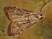 Udea ferrugalis 5, Oranje kruidenmot, Saxifraga-Ab H Baas
