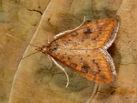 Udea ferrugalis 6, Oranje kruidenmot, Saxifraga-Ab H Baas