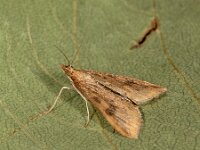 Udea ferrugalis 7, Oranje kruidenmot, Saxifraga-Ab H Baas