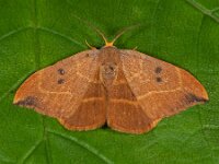 Watsonalla binaria 6, Gele eenstaart, SaxifragaAb H Baas