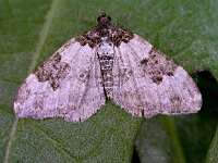 Xanthorhoe fluctuata 2, Zwartbandspanner, Saxifraga-Peter Meininger