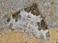 Xanthorhoe fluctuata 3, Zwartbandspanner, Saxifraga-Ab H Baas