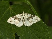 Xanthorhoe montanata 3, Geoogde bandspanner, Saxifraga-Marijke Verhagen