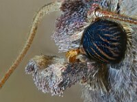 Xestia c-nigrum 11, Zwarte c-uil, Saxifraga-Ab H Baas