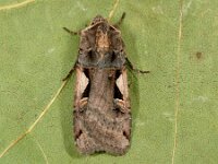 Xestia c-nigrum 13, Zwarte c-uil, Saxifraga-Ab H Baas