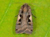 Xestia c-nigrum 9, Zwarte c-uil, Saxifraga-Ab H Baas