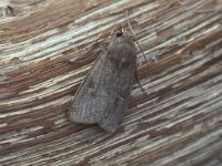 Xestia xanthographa 1, Vierkantvlekuil, Vlinderstichting-Nely Honig