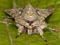 Xylocampa areola
