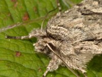 Xylocampa areola 2, Kamperfoelie-uil, Saxifraga-Ab H Baas