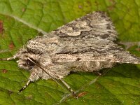 Xylocampa areola 3, Kamperfoelie-uil, Saxifraga-Ab H Baas