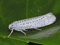 Yponomeuta evonymella 4, Vogelkersstippelmot, Saxifraga-Ab H Baas