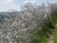 Yponomeuta padella 8, Meidoornstippelmot, Saxifraga-Willem van Kruijsbergen