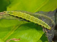 Ypsolopha parenthesella 1, Witvlekspitskopmot, Saxifraga-Ab H Baas