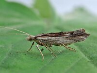 Ypsolopha scabrella 2, Gelijnde spitskopmot, Saxifraga-Ab H Baas