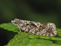 Zeiraphera isertana