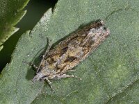 Zeiraphera isertana #02512 : Zeiraphera isertana