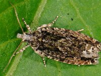 Zeiraphera isertana 3, Grootkopbladroller, Saxifraga-Ab H Baas