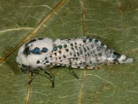 Zeuzera pyrina 6, Gestippelde houtvlinder, Saxifraga-Ab H Baas