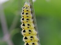 Zygaena filipendulae 22, Sint-jansvlinder, Saxifraga-Rutger Barendse