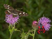 Zygaena filipendulae 37, Sint-jansvlinder, Saxifraga-Ab H Baas