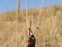 Zygaena filipendulae 42, Sint-jansvlinder, Saxifraga-Jeroen Willemsen